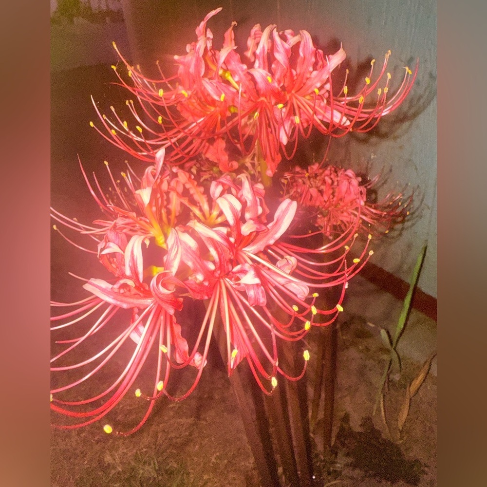 Live Show Notification!  Possum Creek is Live!